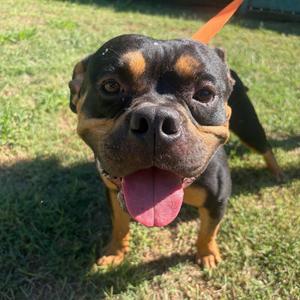 Walker, Bulldog, young, available for adoption