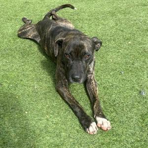 A brindle dog lying on artificial grass.