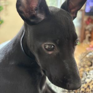 Gladys, Retriever, Black Labrador, available for adoption