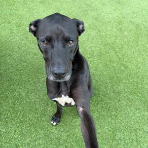 A black dog with a white patch on its chest standing on green artificial grass.