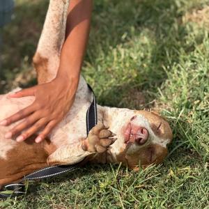 Thelma, Cattle Dog, Australian (Red Heeler), adult, available for adoption