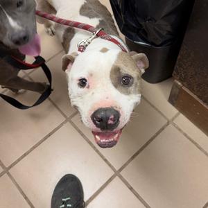 Peanut, Terrier, Pit Bull, adult, available for adoption