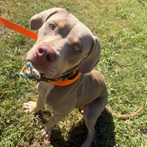 Ginger, Terrier, Pit Bull, young, available for adoption