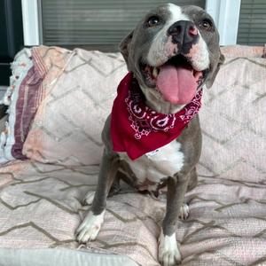 Cookie, Terrier, Pit Bull, adult, available for adoption