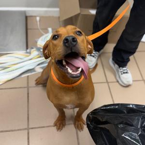 Charlie, Hound, young, available for adoption
