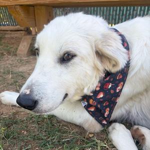 Cotton, Pyrenees, Great, young, available for adoption