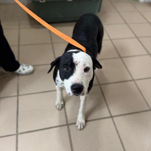 Lillith, Retriever, Labrador, young, available for adoption