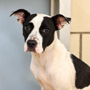 Mila, Terrier, Pit Bull, adult, available for adoption