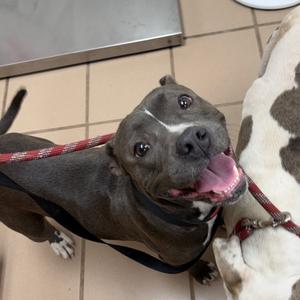 Bubbles, Terrier, Pit Bull, adult, available for adoption