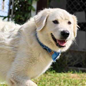 Alice, Pyrenees, Great, young, available for adoption