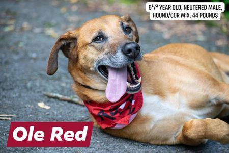 Ole Red, Hound / Mountain Cur, adult, available for adoption