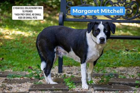 Margaret Mitchell, Border Collie / Husky, adult, available for adoption