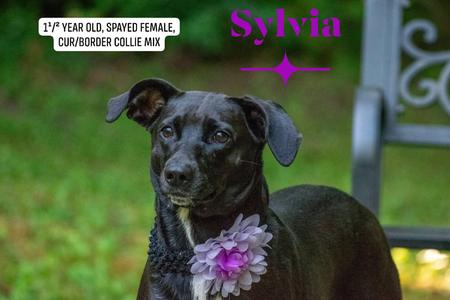 Sylvia, Mountain Cur / Border Collie, young, available for adoption