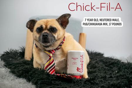 Chick Fil A, Pug / Chihuahua, adult, available for adoption