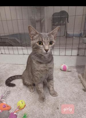 A gray tabby cat sitting on a carpeted floor in front of a wire cage, with a pink and white ball and a toy nearby.