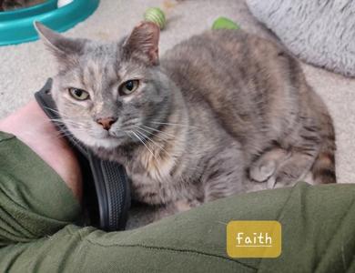 Faith, adult, available for adoption