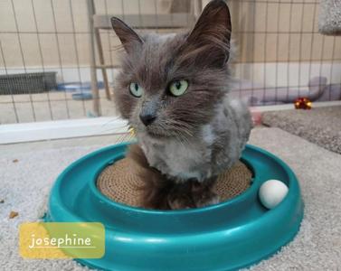 Josephine, adult, available for adoption