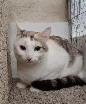 A white and brown cat sitting on a carpeted floor with a wire mesh in the background.