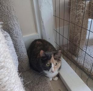Kiran, adult, available for adoption