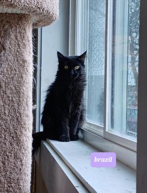 Brazil, young, available for adoption