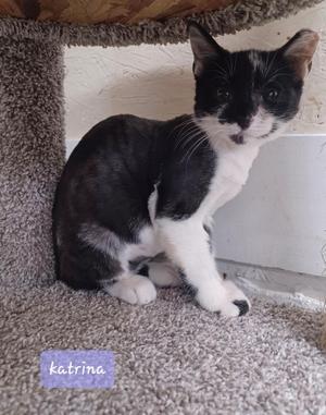 Katrina, kitten, available for adoption