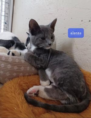 Alonzo, kitten, available for adoption