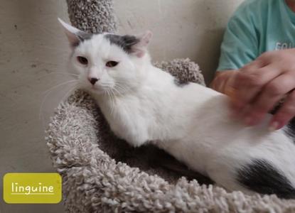 A white and black cat lying on a textured blanket, being petted by a person wearing a green shirt.