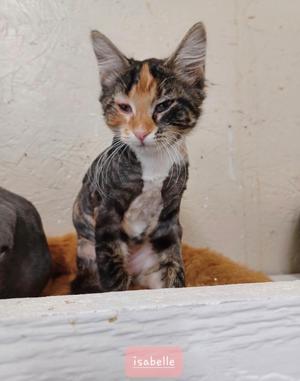 Isabelle, kitten, available for adoption