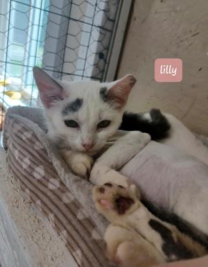A white and black cat named Lily is lying on a patterned blanket. The cat has a distinctive black patch on its forehead and is resting with its paws visible. The background includes a window with a mesh screen and a concrete wall.