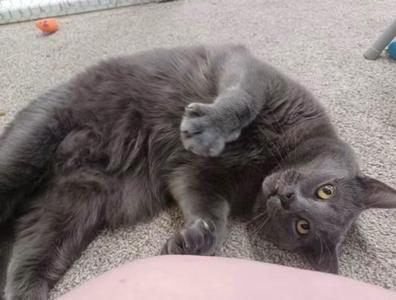 ASHER, adult, available for adoption