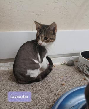 A gray and white cat sitting on a carpeted floor next to a blue bowl and a white bowl with a design on it.