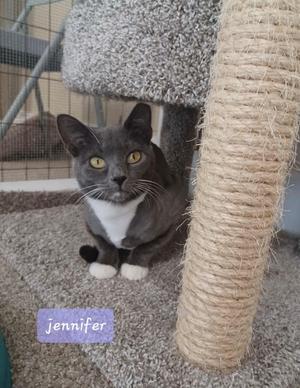 A gray and white cat with yellow eyes sitting on a carpeted floor next to a scratching post.