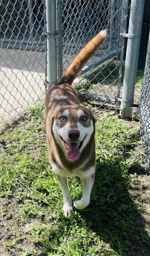 Stelios, Siberian Husky / Australian Shepherd, adult, available for adoption