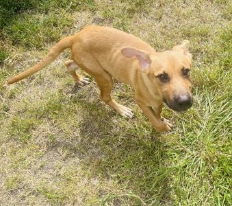 A light brown dog with floppy ears standing on grass, looking towards the camera.