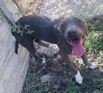 A black dog with a pink tongue sticking out, standing on a patch of dirt and grass near a stone wall and a chain-link fence.