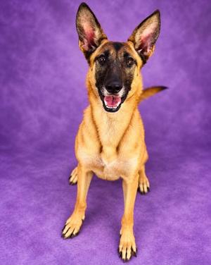 A German Shepherd dog sitting on a purple background with its mouth open and tongue out.