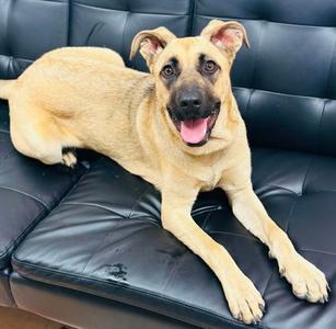 Love Koda, Mixed Breed, young, available for adoption