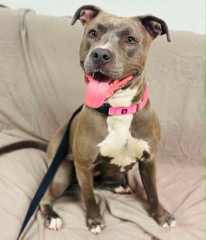 A blue-nosed pit bull with a pink collar and tongue out, sitting on a couch.