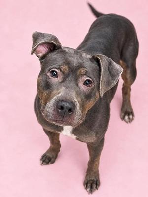 Holly Daze, Mixed Breed, adult, available for adoption