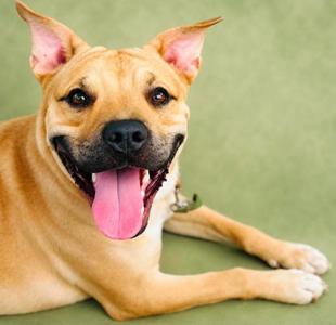 A happy brown dog with its tongue out, lying on a green surface.