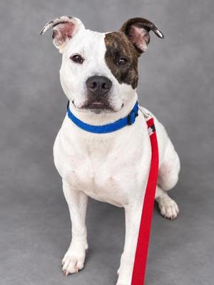 Augustus, Mixed Breed, adult, available for adoption