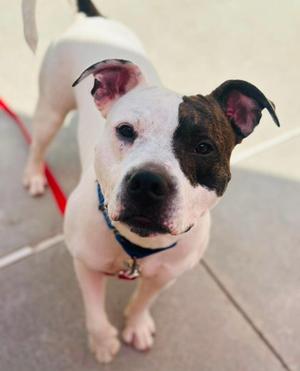 A white and brown dog with a black patch over its eye, wearing a blue collar and a red leash, standing on a concrete surface.