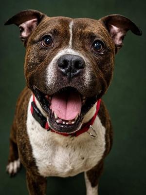 Duntley, Mixed Breed, adult, available for adoption