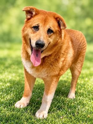 A brown dog with a pink tongue standing on grass