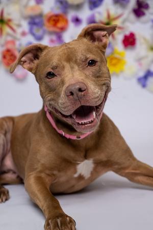 Cupid, Mixed Breed, senior, available for adoption