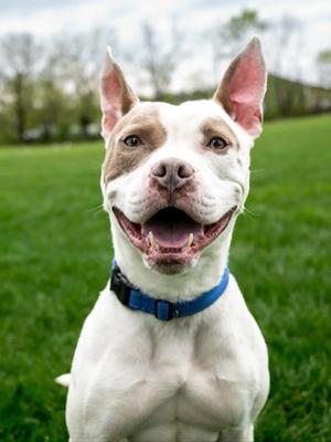 Dimitri (54598626), Mixed Breed, adult, available for adoption