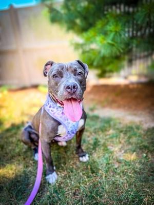 Hera, Mixed Breed, adult, available for adoption
