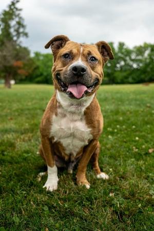 Dillan, Mixed Breed, adult, available for adoption