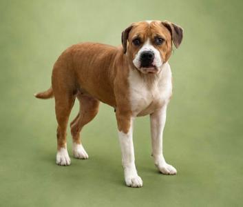 A brown and white dog standing on a green background