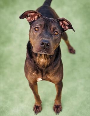 A brown dog with floppy ears standing on a green surface